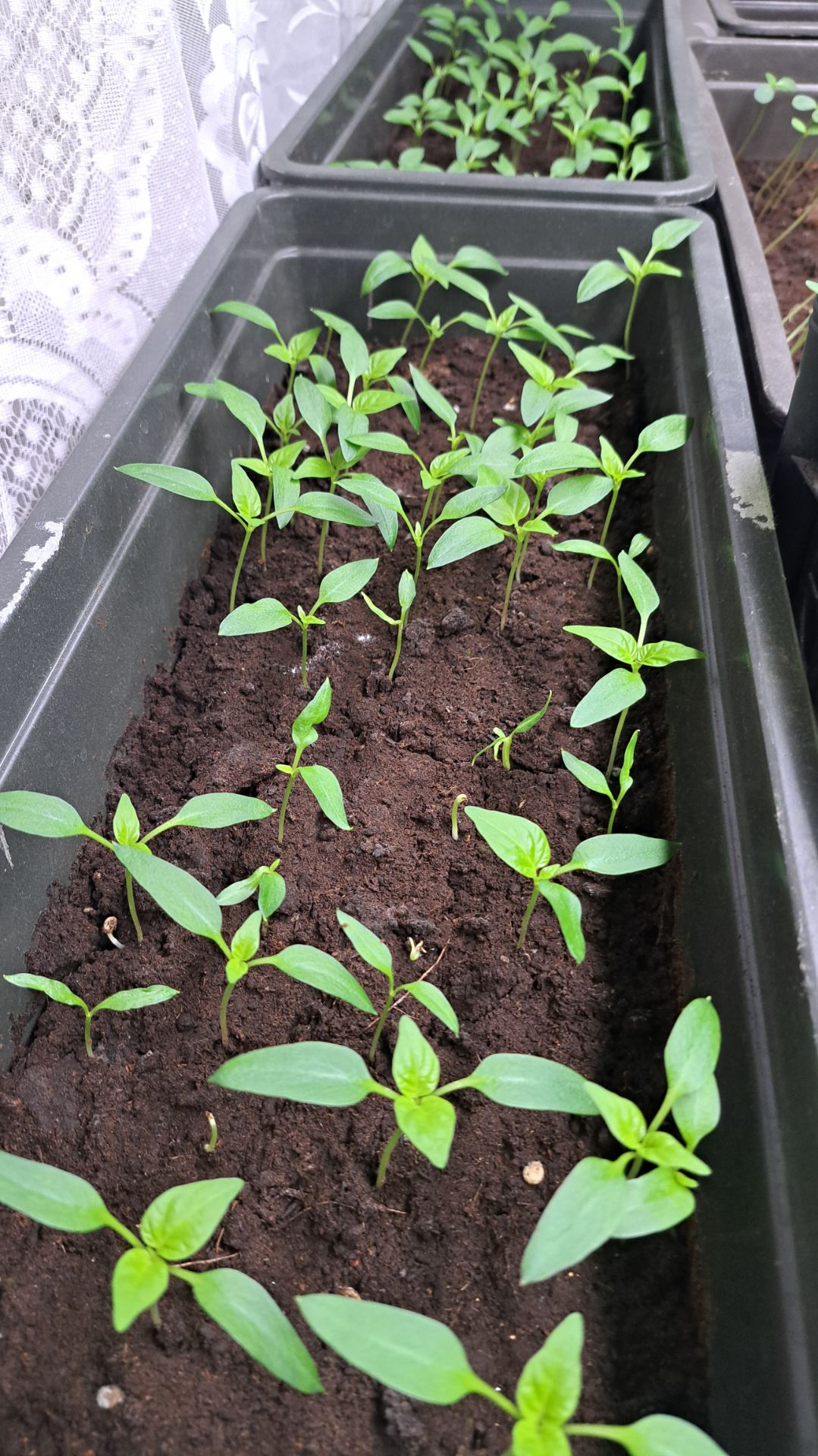 Пикируем перцы