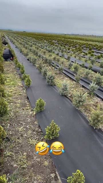 Лучший Питомник в России / Озеленение / Туи Ёлки Сосны / Посадка Ландшафт #горы #сад #туи #сосна