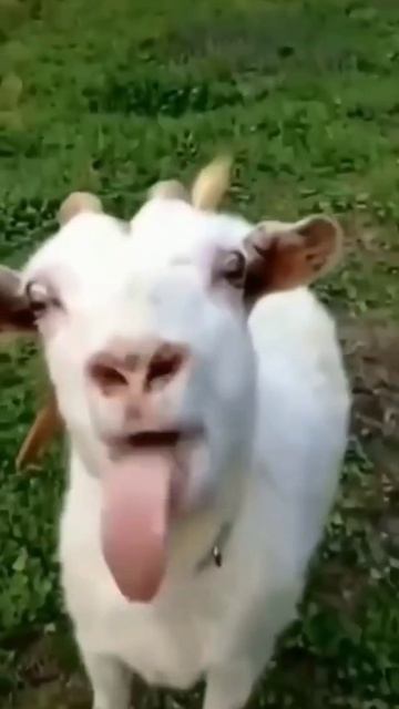 video_2026-03-03_10-06-19