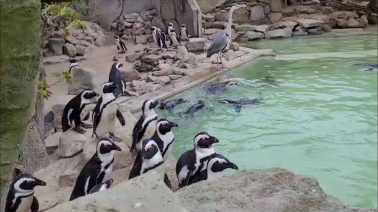 Чудесные пингвины и не только…