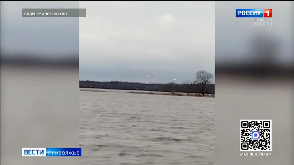 Грациозных, белоснежных лебедей на камеру запечатлел охотинспектор из Воротынского округа