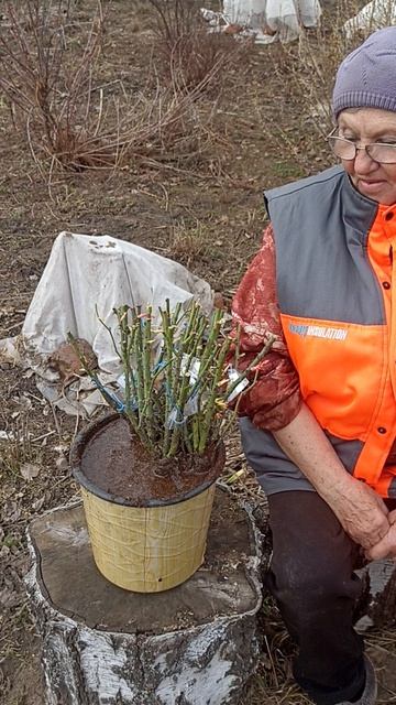 Дождалась посылочку с розами-отлияные саженцы.
