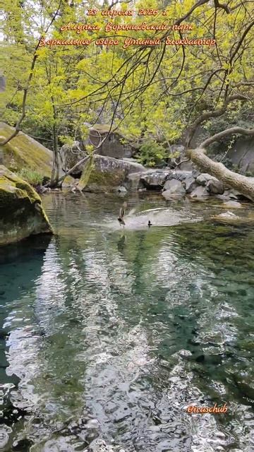 23 апреля 2026 г. Алупка. Воронцовский парк. Зеркальное озеро. Утиный блокбастер #ялта2026 #алупка