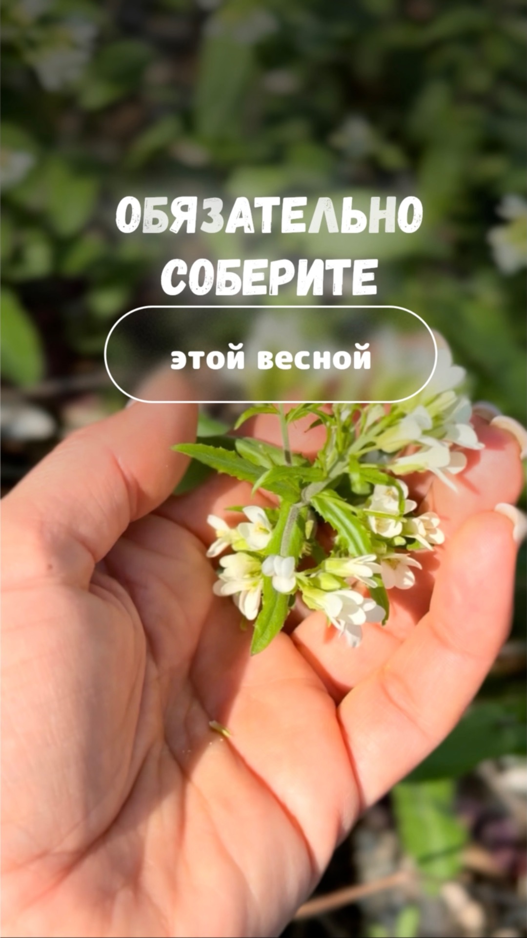 Собирайте обязательно это весной