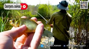 Рыбалка на болоте. Караси так и кишат! 🐟