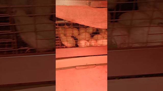 Переезд перепелов в большую клетку и новый обогрев