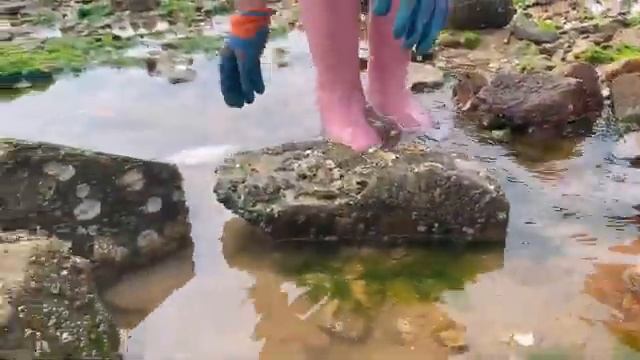 Xiao Zhangs Beachcombing Adventure Was Full Of SurprisesHe Actually Found This Kind Of Creature [get