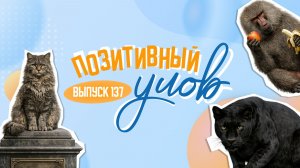 Котовыставка в Москве и бабуин-грабитель. "Позитивный улов"