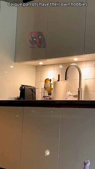 Даже у попугаев есть хобби 🐱🫶😎