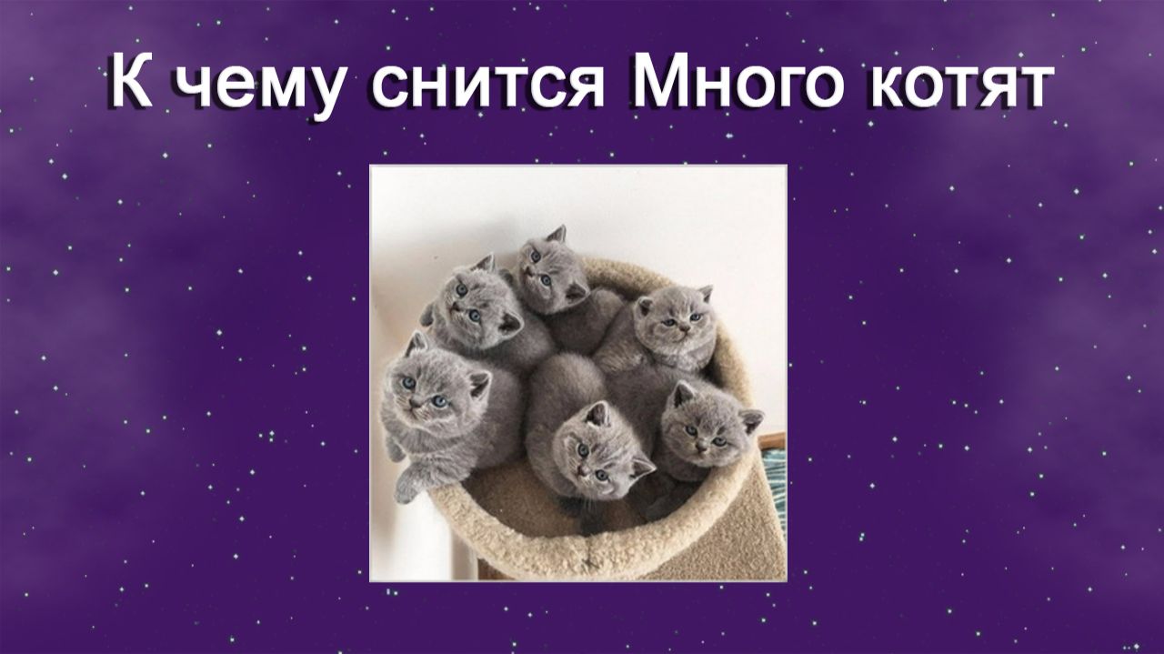 К чему снится Много котят - толкование сна