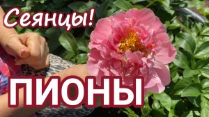 От бутона до бутона! Сеянцы Ворошиловой!/САД ВОРОШИЛОВОЙ