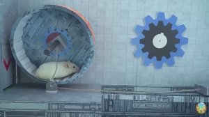 Хомячок убегает от крокодила и кальмара в мраморном лабиринте! часть 3