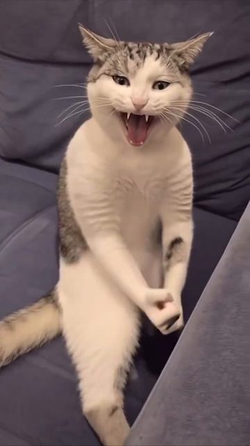 Кошка на диване дерется кричит сгенерировано ии  #мем #мемы #приколы