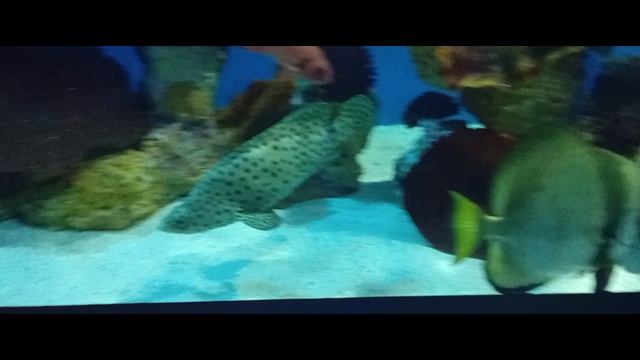 Океанариум