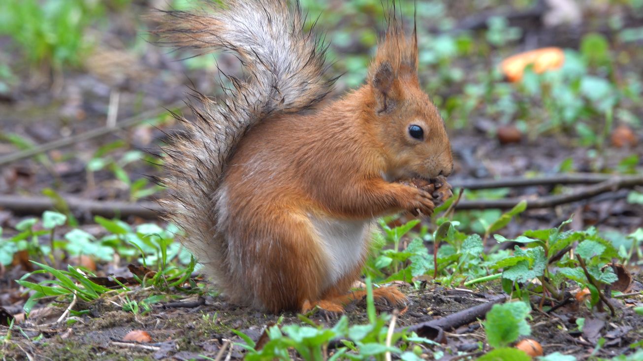 Дождь. Белки и птички