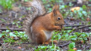 Дождь. Белки и птички