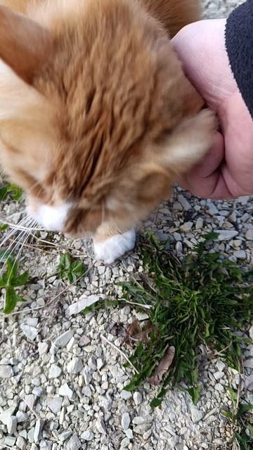 Гусям 🪿 все должны☝️ Дворовые гопники 🤠