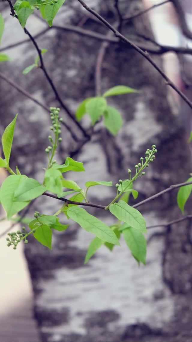 Черёмуха и берёза 2026