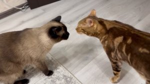 Влог/ Коты помощники и балдежники. Весна в городе