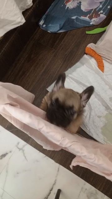 Французская булочка 😍