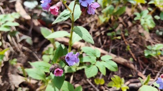 Как цветет медуница
