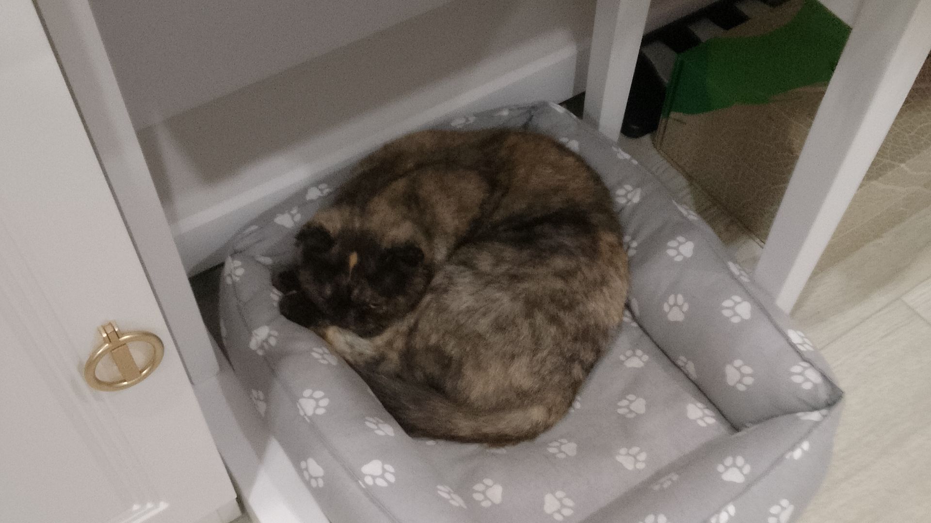 Моя кошка Шотландская вислоухая кличка Лаки