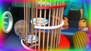 Приключение хомячка поиски сокровищ. Незабываемое приключение! часть 6