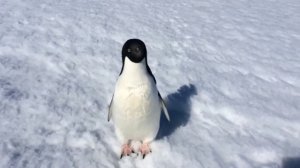 Злой пингвин. Видео.