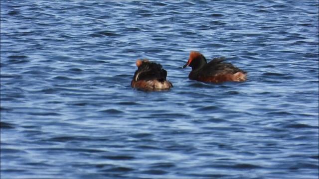 Поганка Красношейная, наблюдение птиц в Новгородской области, 24 апреля 2026