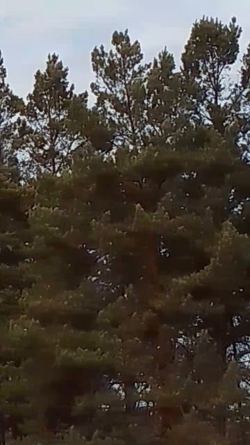 Кудрявые сосны на болоте