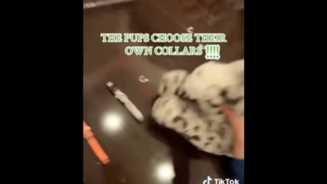 Подборка Douglas из ТТ💘