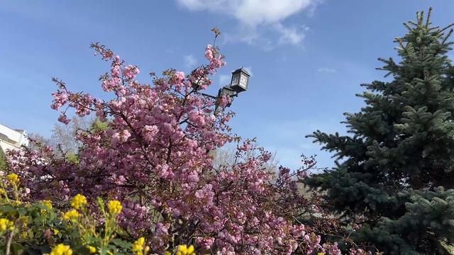 Цветение сакуры в санатории Пирогова