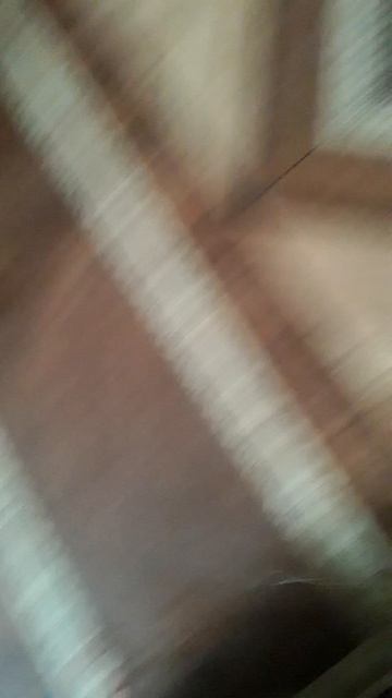 котята пебл и пушистик научились ходить