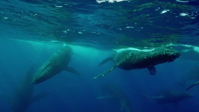 Горбатые киты. Творчество