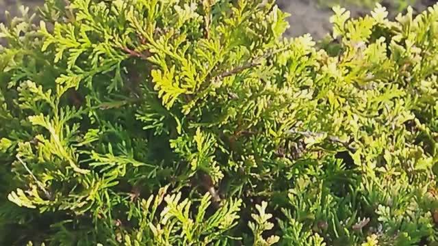 Тую складчатую пересадила четвертый раз.