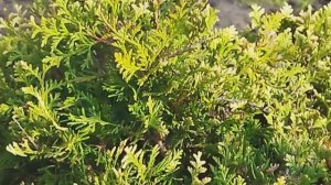 Тую складчатую пересадила четвертый раз.