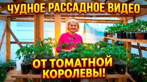 Секреты Елены Храмушиной: идеальная рассада томатов