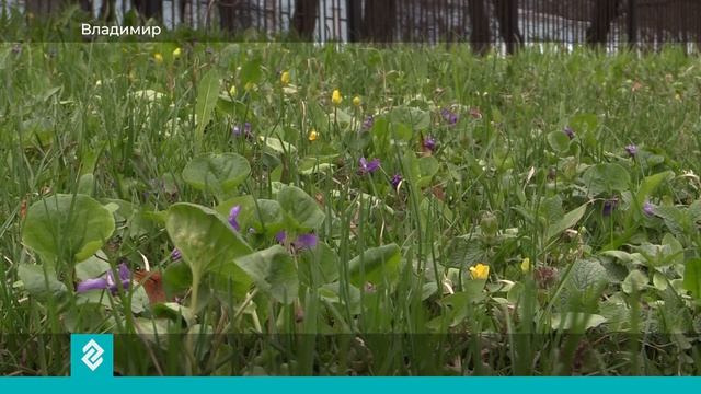 Во Владимире распустились первоцветы: мать-и-мачеха, подснежник и примула