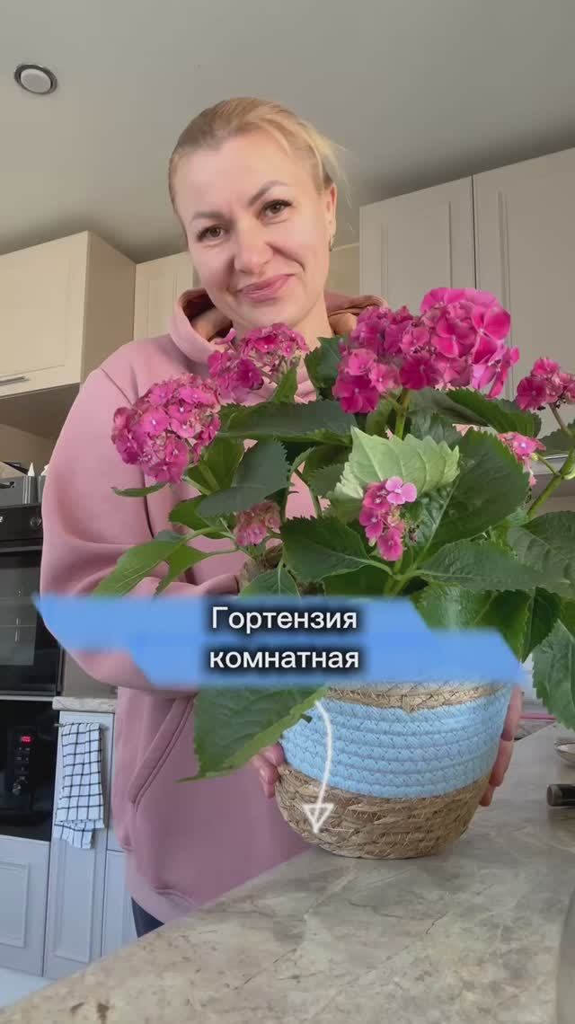 Гортензия бывает и комнатная!