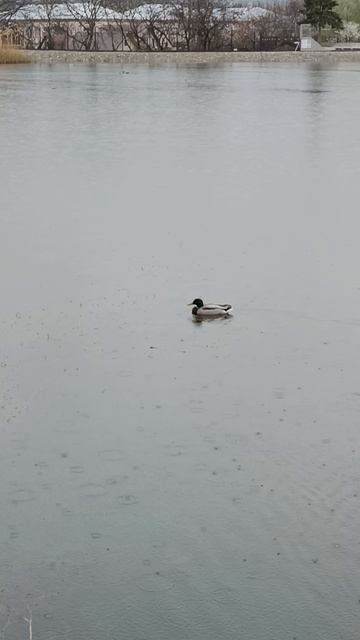 Вот и дождик вновь пошёл! И пробуждается природа...Слышен ото всюду птичий звон...Продолжи рифму!✨