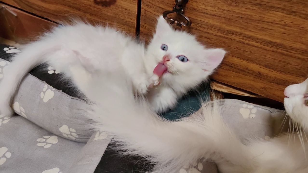 Мама-кошка заботится о своем котенке. Котенок Микки и его мама.