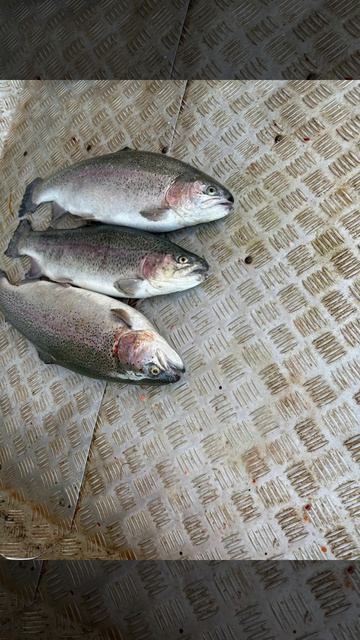 уловы рыбаков в Рыбин Гуде