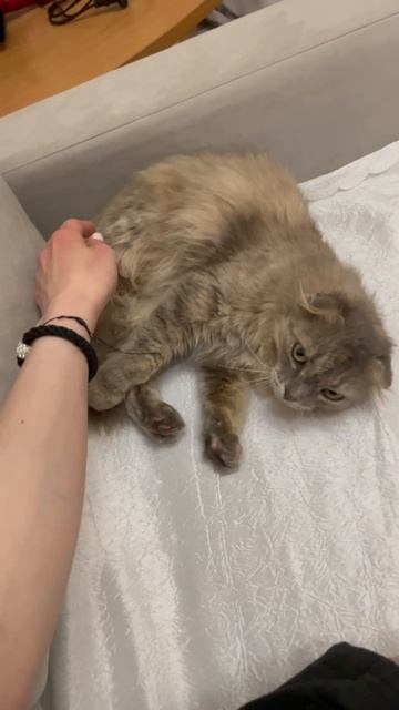 Котомама Ириски пишет: 