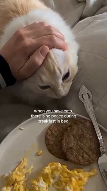 Коты крадут еду