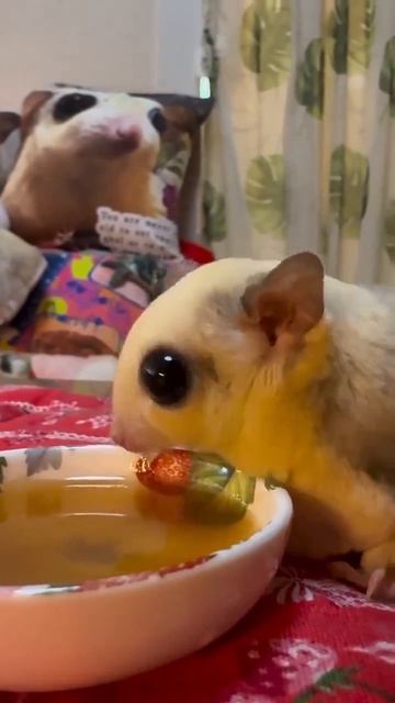 MOV_20260424_135340_849.mp4