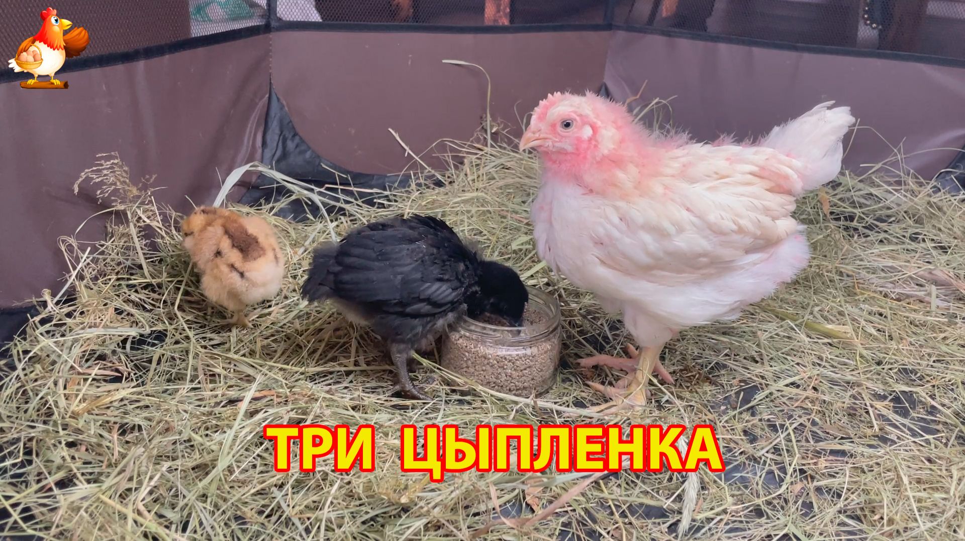 Три цыпленка и три разных характера (2)