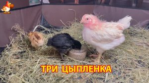Три цыпленка и три разных характера (2)