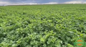 Ростовская область: комплексная весенняя защита озимого рапса