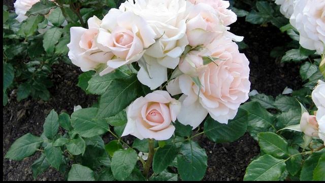 Жанна  Агузарова    Белые розы