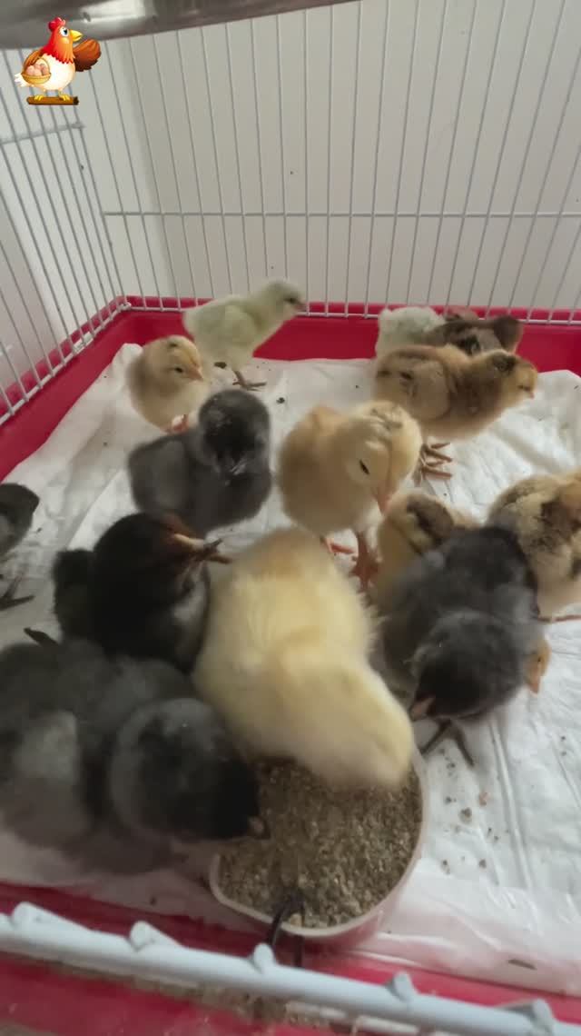 Цыплята разных пород в возрасте 3-5 дней